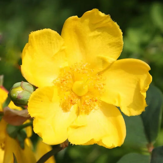 Millepertuis hookerianum Hidcote (Hypericum hookerianum Hidcote)