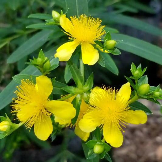 Millepertuis kalmianum Gemo (Hypericum kalmianum Gemo)