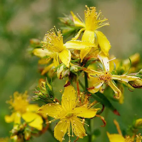 fleurs jaunes du milllepertuis "magical universe"