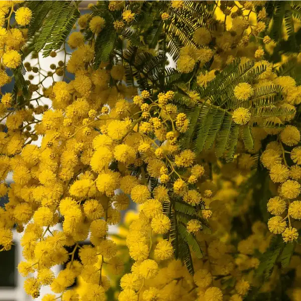 Mimosa Gaulois Astier