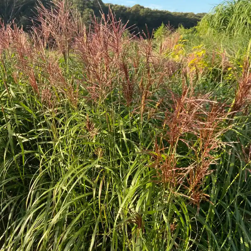 Miscanthus Ferner Osten