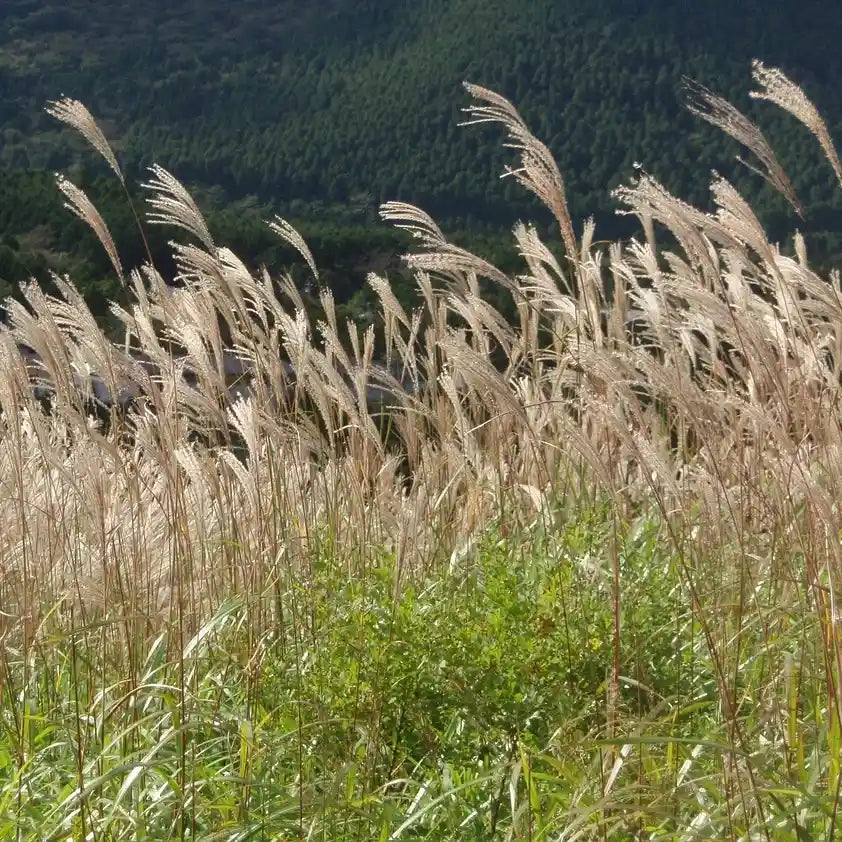 Miscanthus Kleine Fontane