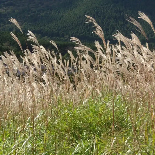 Miscanthus Kleine Fontane