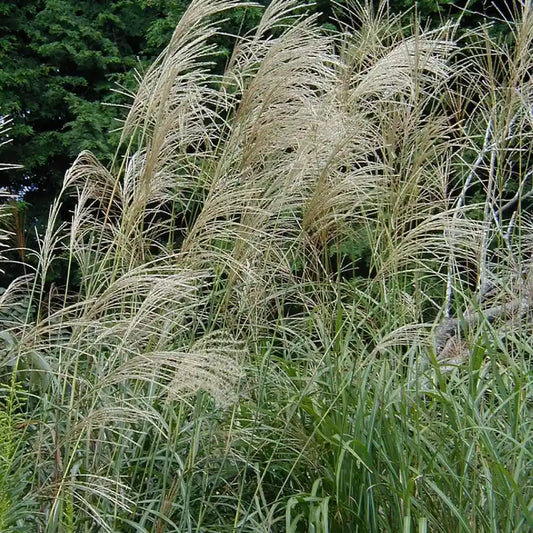 Miscanthus 'Morning Light'