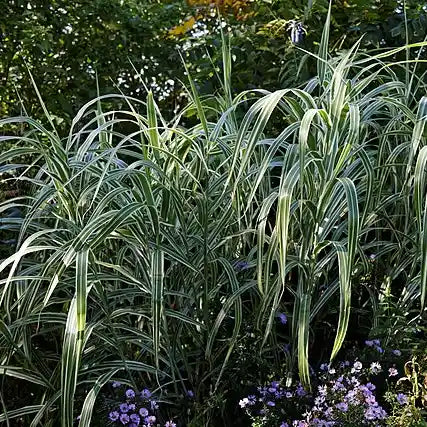 Feuillage panaché du miscanthus Variegatus