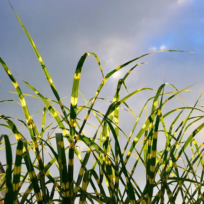 Feuilles de miscanthus Zebrinus