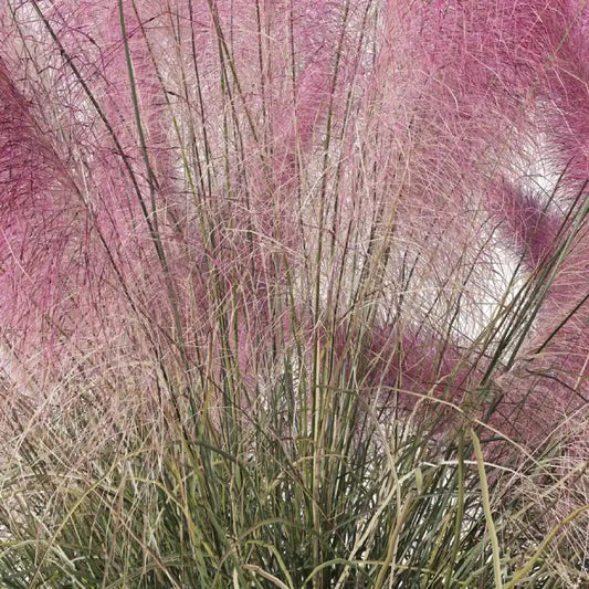 Epis roses de Muhlenbergia capillaris