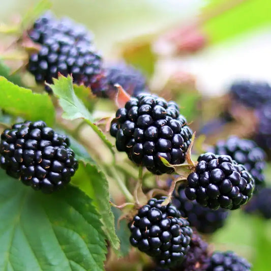 mûre sans épine "Thornfree"