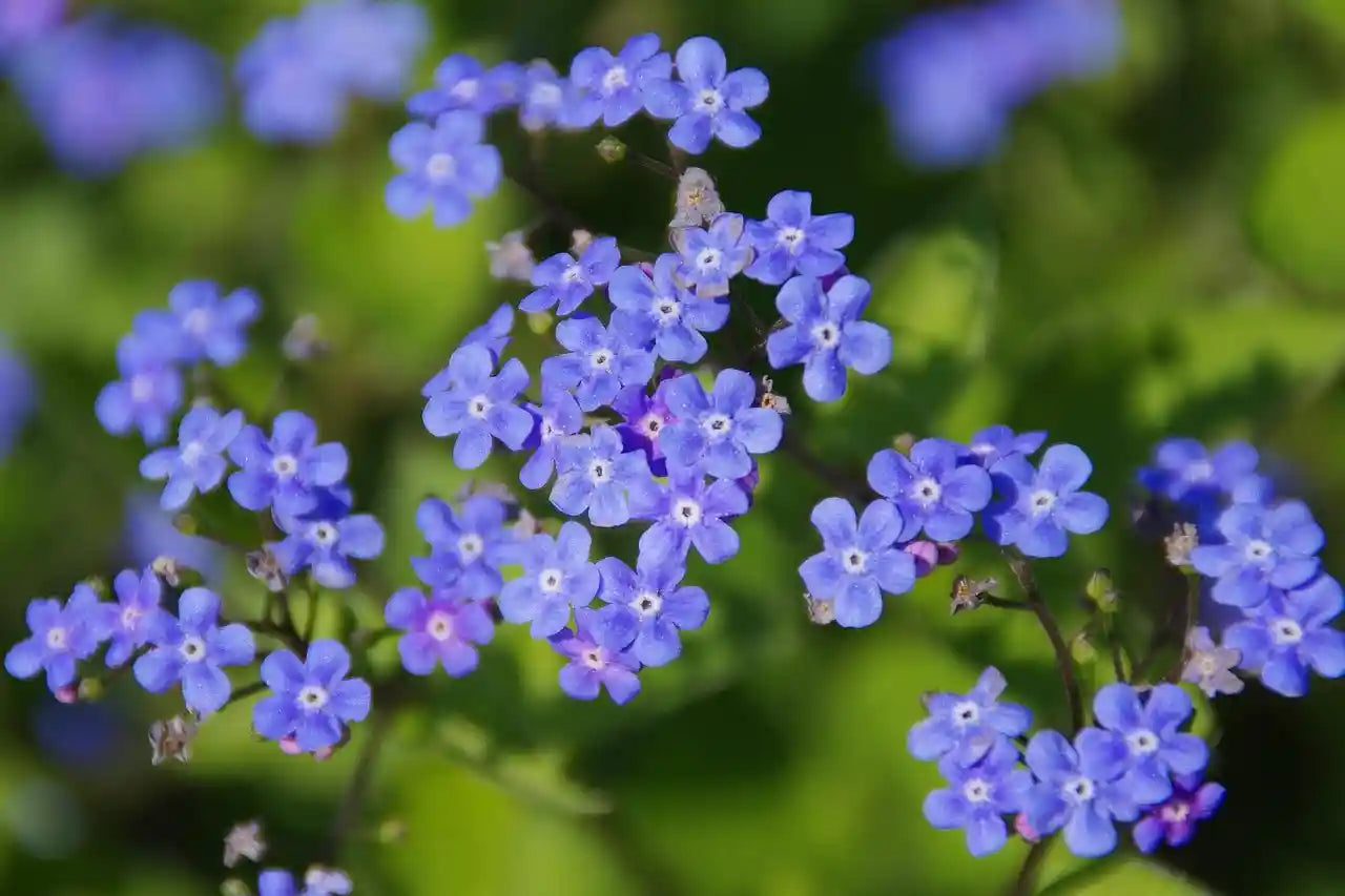 Petites fleurs bleues du myosotis du Caucase