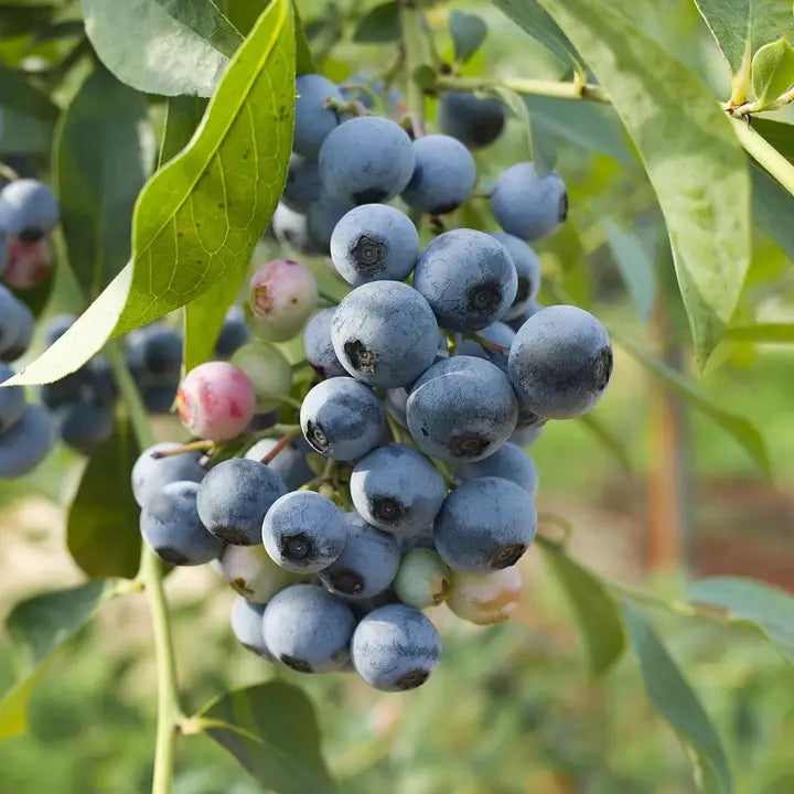 Myrtillier "Blue Jay"