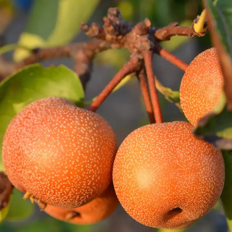 Nashi Kumoi (pomme poire Kumoi)