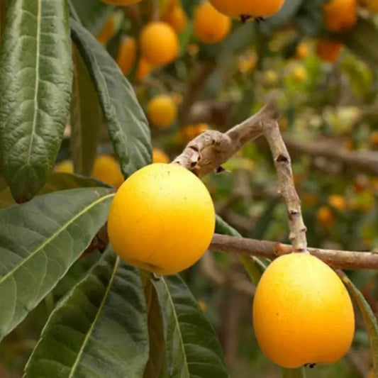 Néflier du Japon (Eriobotrya Japonica)