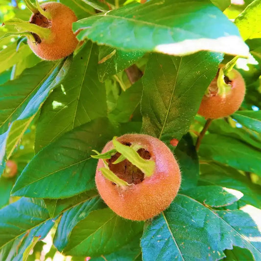 fruit du néflier (nèfle)