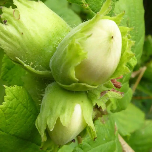 noisette longue Espagne
