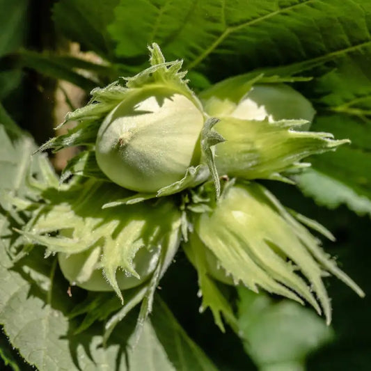 fruit du noisetier merveille de bollwiller