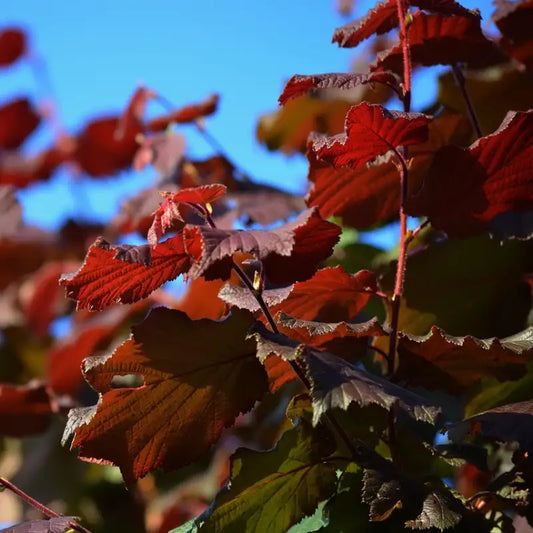 feuille du noisetier rouge de zeller