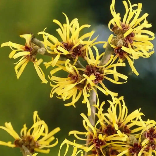 Noisetier de sorcière Palida (Hamamelis mollis Pallida)