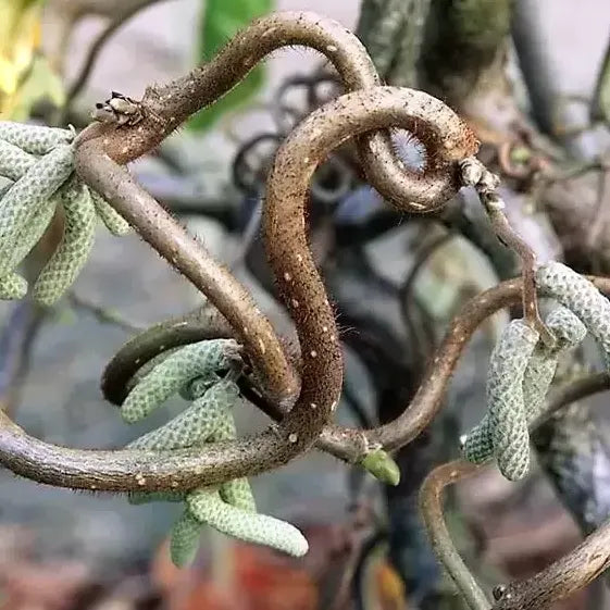 Noisetier tortueux (Corylus avellana ‘Contorta’)