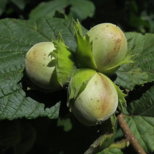 fruit du noisetier webb prize cobb