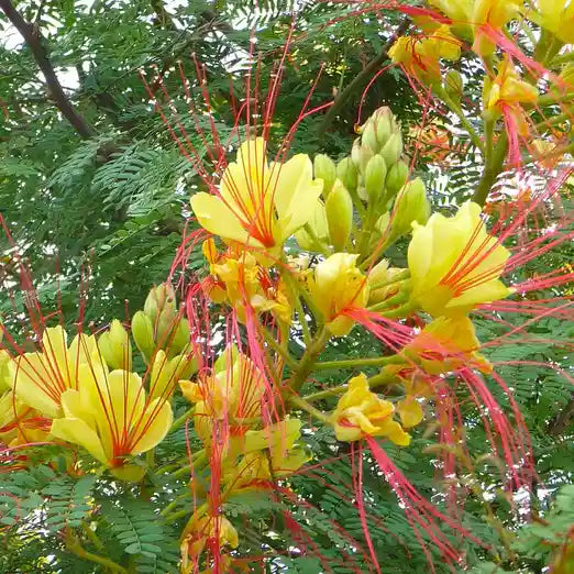 Petit flamboyant (Caesalpinia Poinciana Gilliesii)