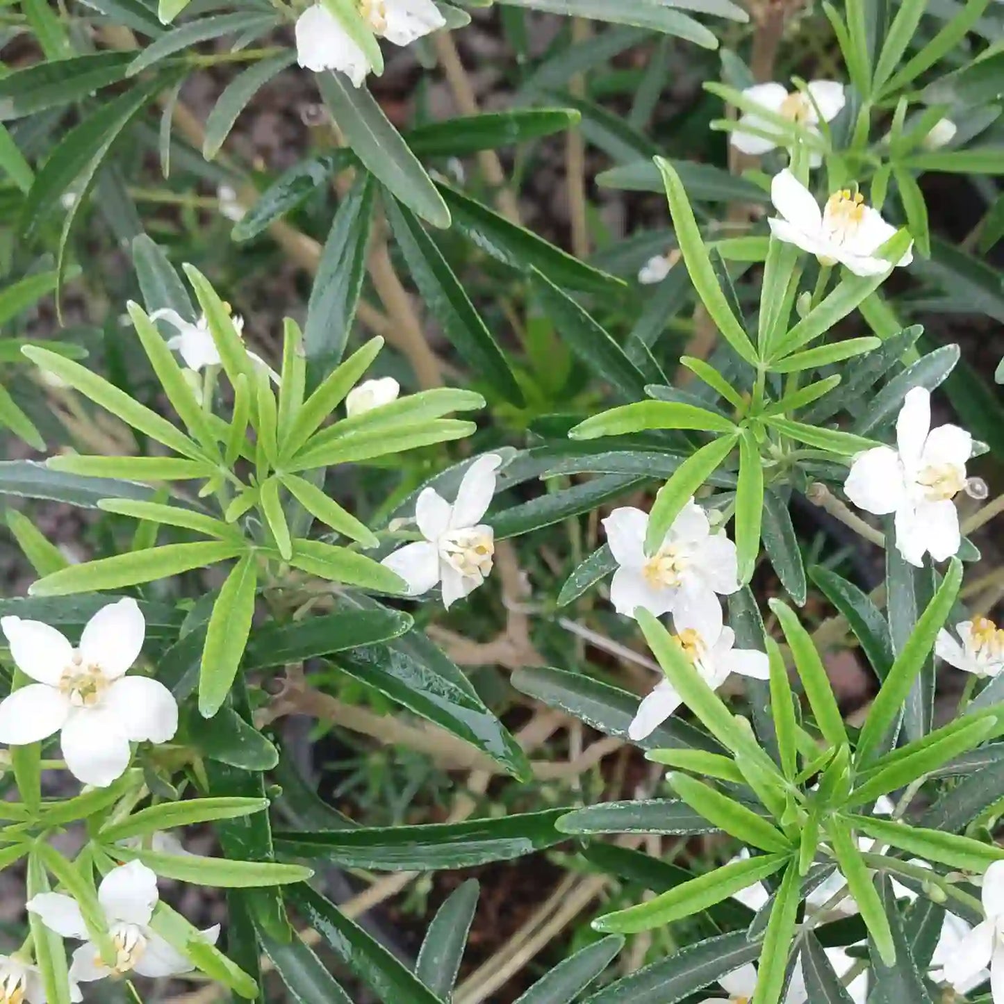Oranger du Mexique ‘Aztec Pearl’ (Choisya dewitteana ‘Aztec Pearl’)