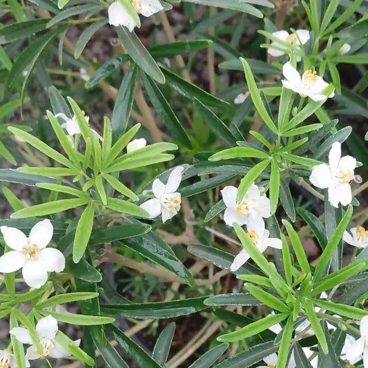 Oranger du Mexique ‘Aztec Pearl’ (Choisya dewitteana ‘Aztec Pearl’)