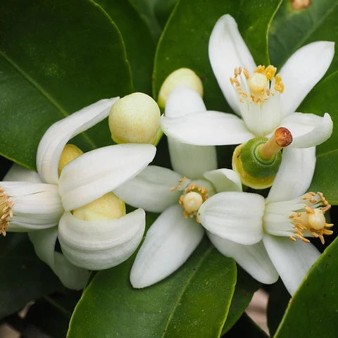 Oranger du Mexique (Choisya ternata)