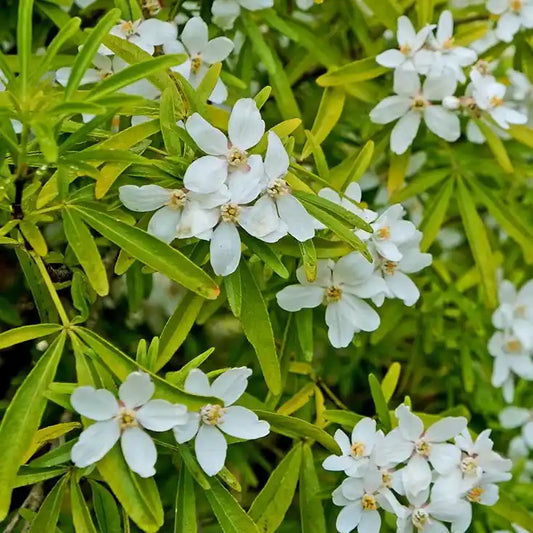 Oranger du Mexique ‘Goldfinger®’ (Choisya ternata ‘Goldfinger®’)