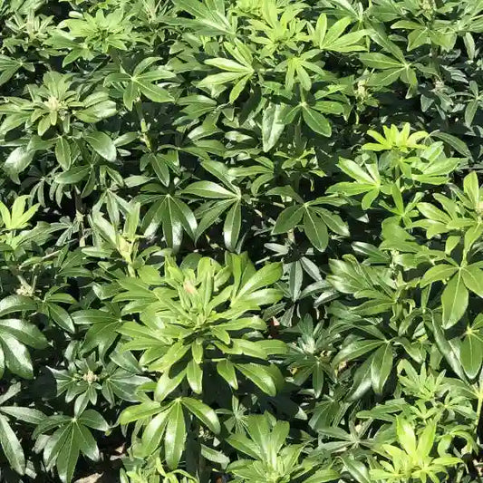 Oranger du Mexique ‘Greenfingers®’ (Choisya ternata ‘Greenfingers®’)