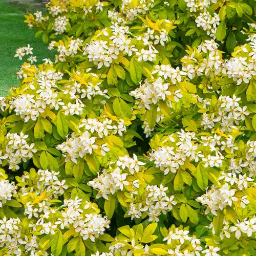 Oranger du Mexique ‘Sundance®’ (Choisya ternata ‘Sundance®’)