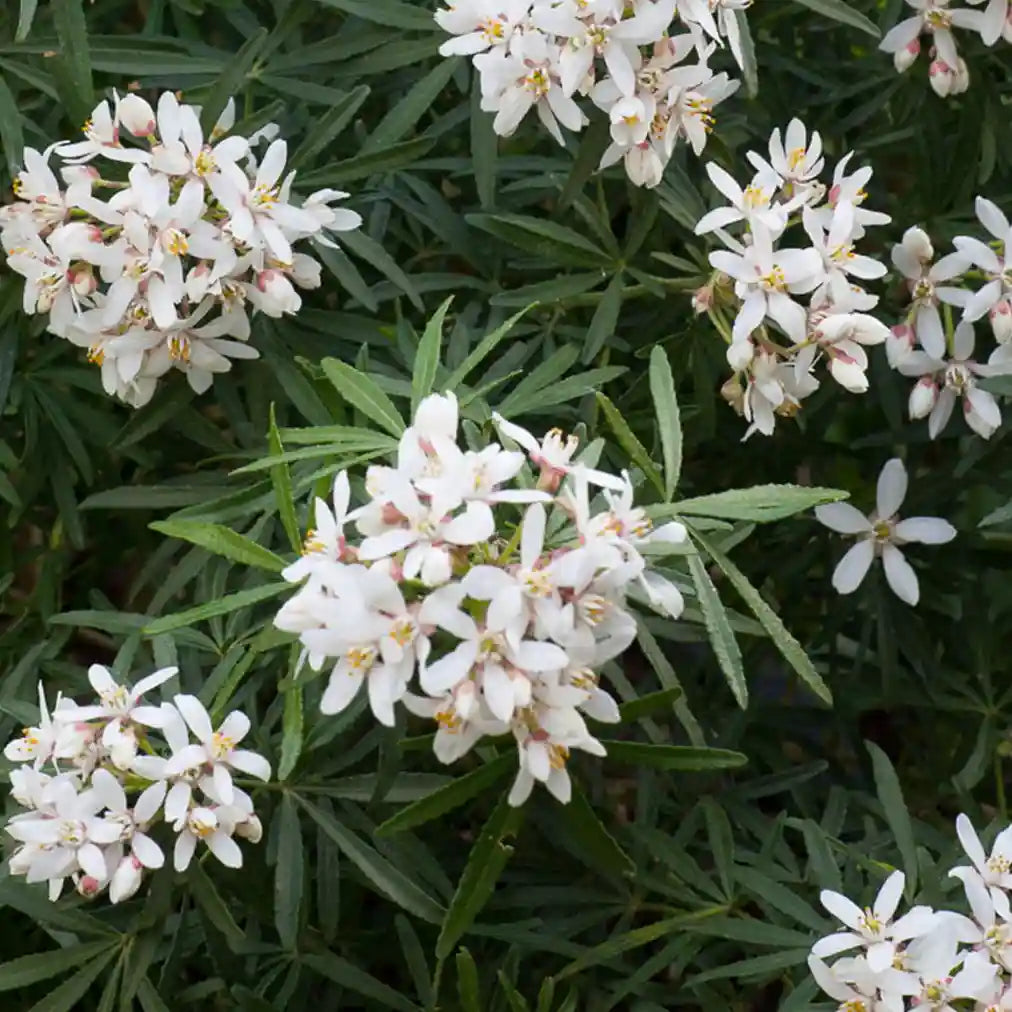Oranger du Mexique ‘White Dazzler®’ (Choisya dewitteana ‘White Dazzler®’)