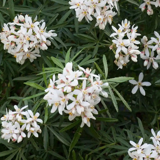 Oranger du Mexique ‘White Dazzler®’ (Choisya dewitteana ‘White Dazzler®’)