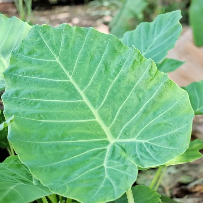 Oreille d'éléphant 'Metallica' (Colocasia (Metallica')