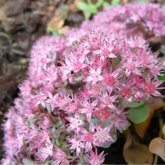 Fleurs roses d'orpin (sedum) 'Matrona'