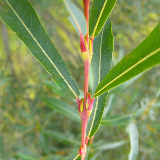 Saule pourpre Gracilis (Salix purpurea ‘Gracilis’) - Osier rouge