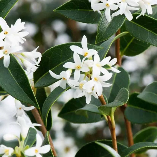 Osmanthe (osmanthus) Burkwoodii