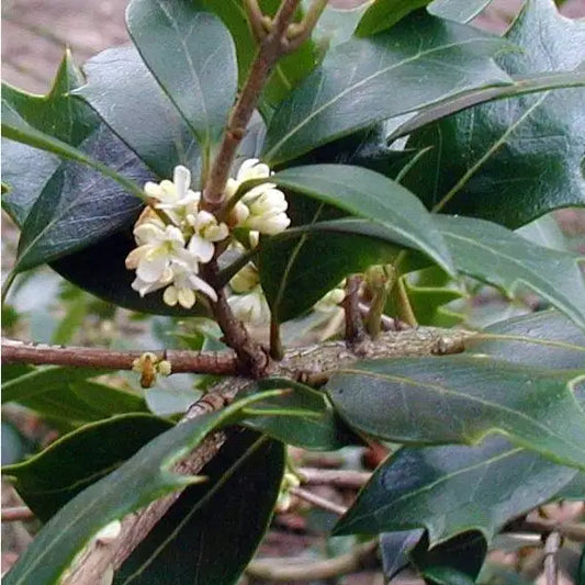 Osmanthe à feuilles de houx (Osmanthus heterophyllus)