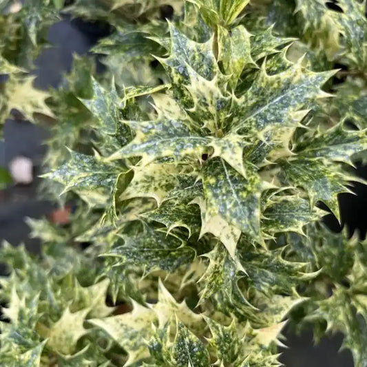 Osmanthe panaché à feuilles de houx 'Goshiki' (Osmanthus heterophyllus 'Goshiki')