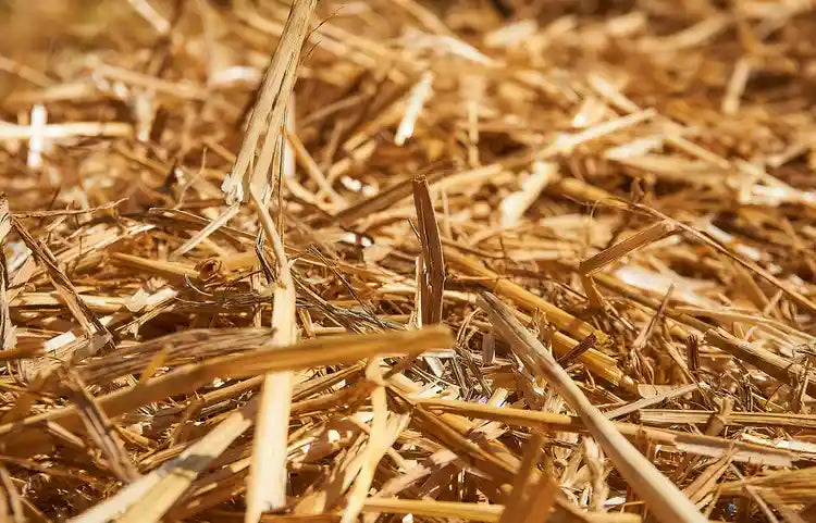 paille pour emballage des plantes