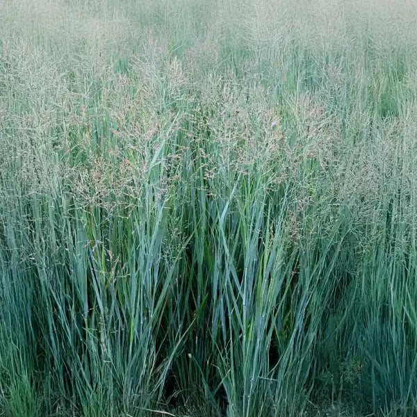 Panic 'Praire Sky'