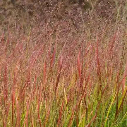 Panic (panicum) Rehbraun