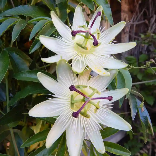 Fleurs blanches de la passiflore Constance Elliot