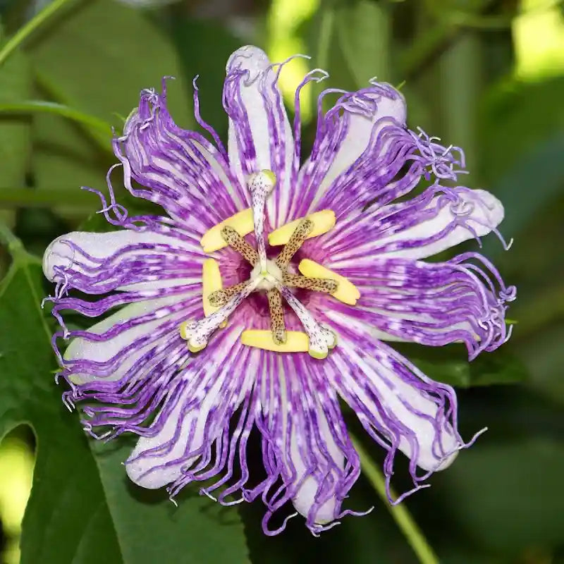 Fleur mauve de la passiflore Eia Popeia