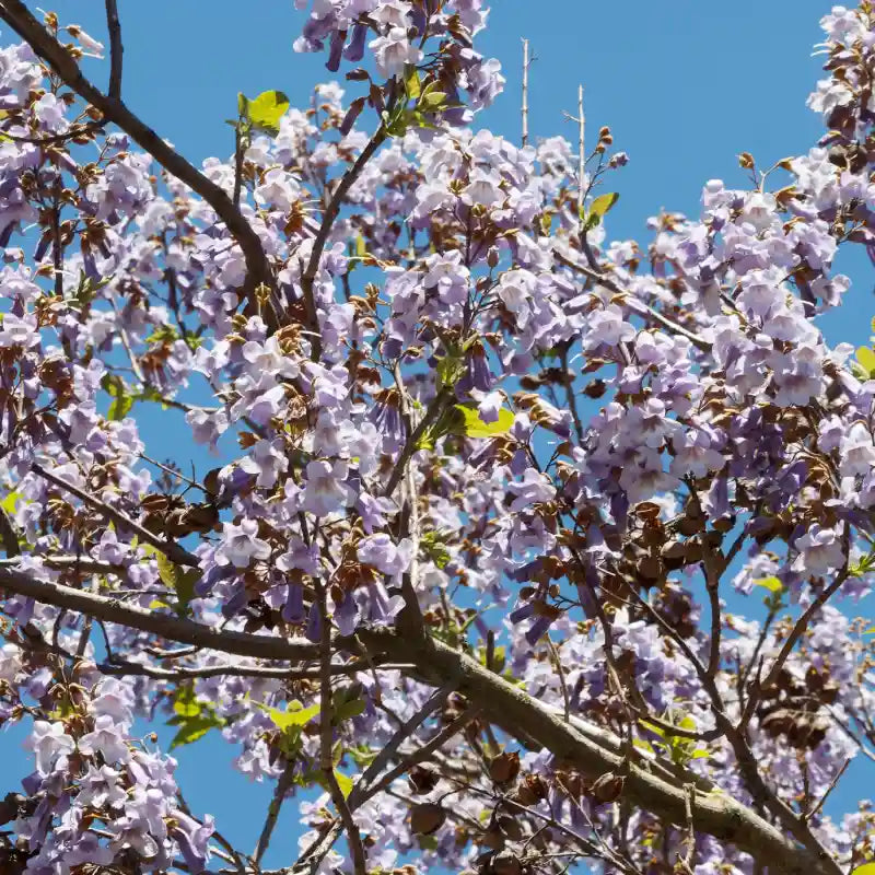 Paulownia tomentosa