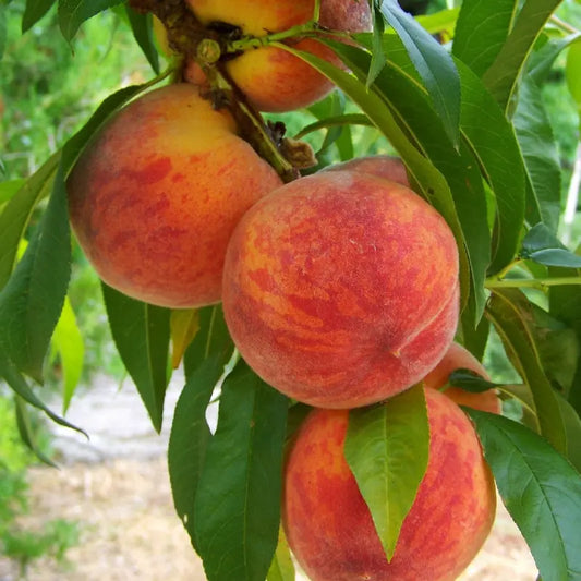 pêche grosse mignonne (fruit)