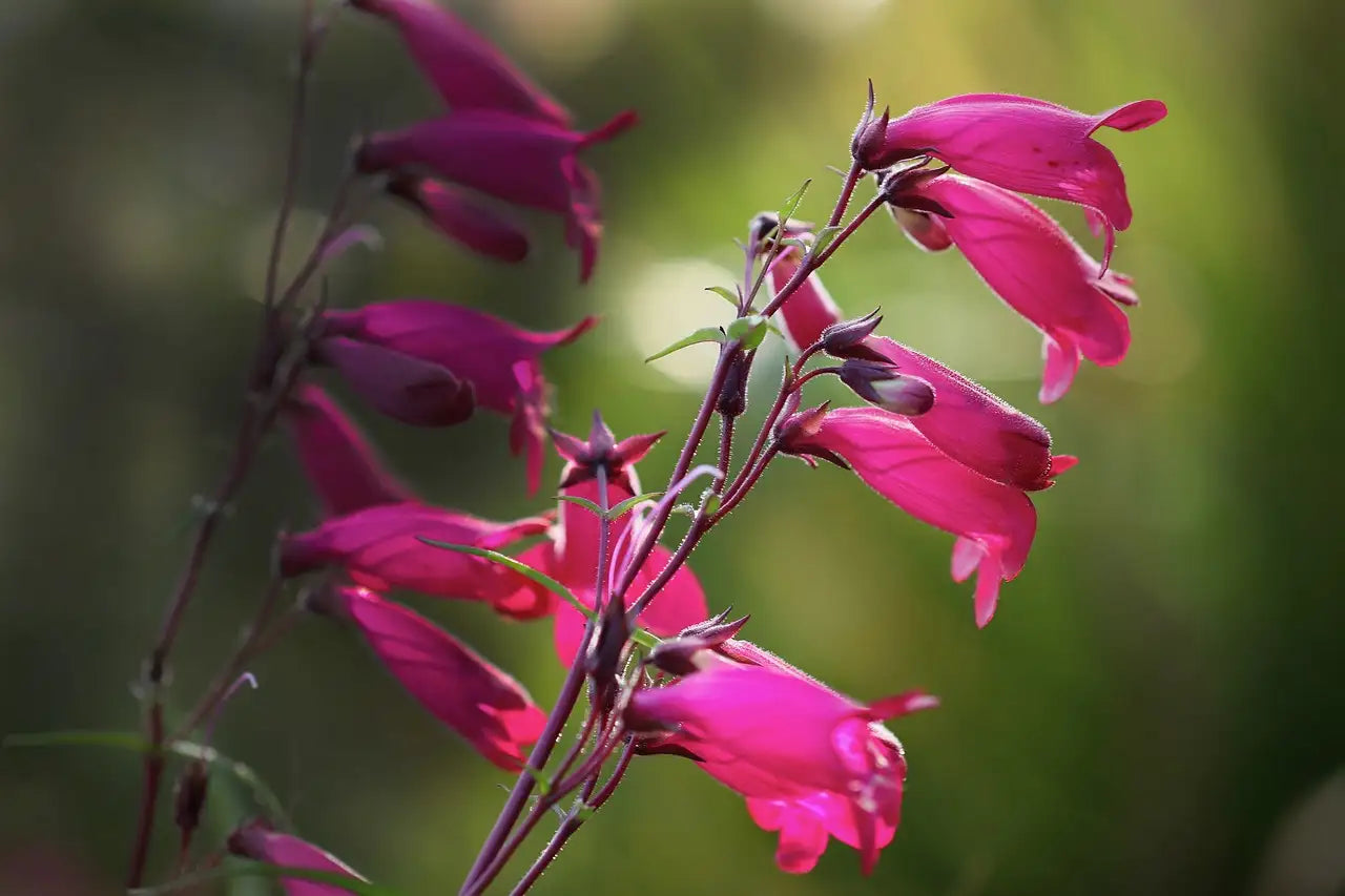 Penstemon Garnet