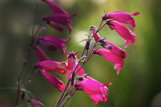 Penstemon Garnet