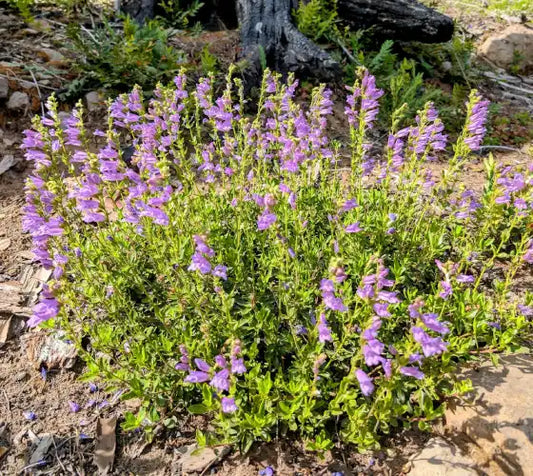 Fleurs bleues de penstemon "Sour Grapes"