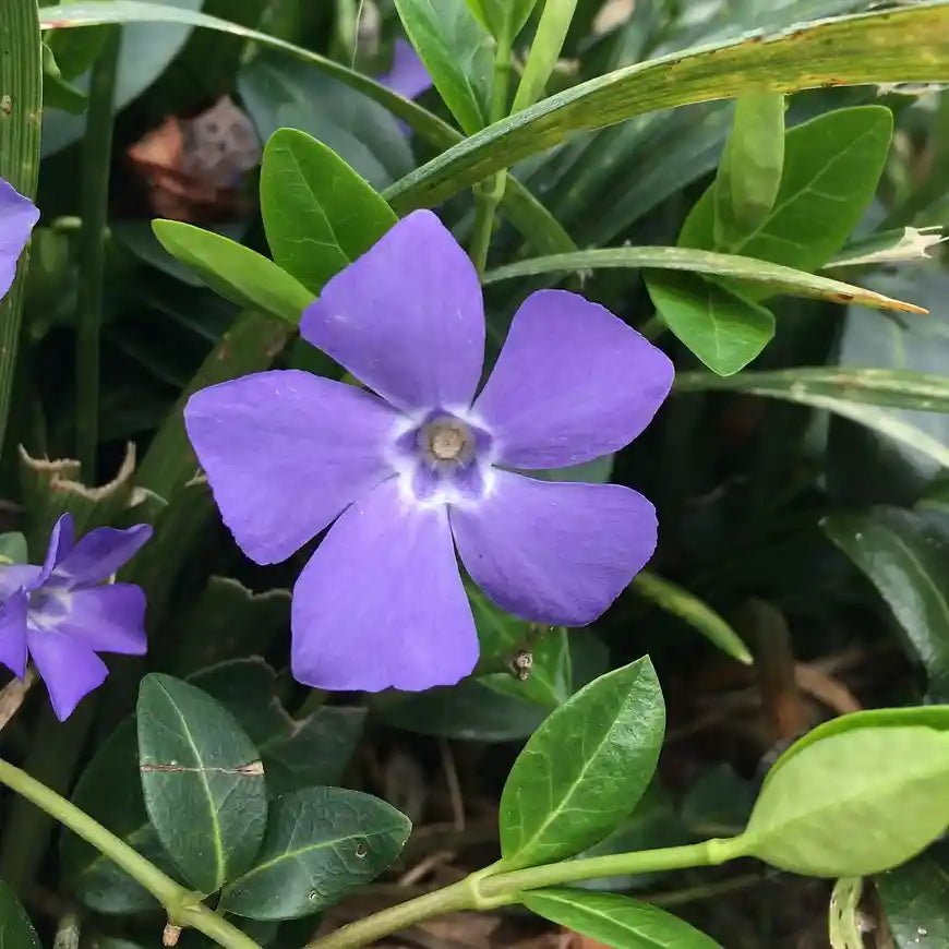 Fleurs mauce de la pervenche (Vinca major)