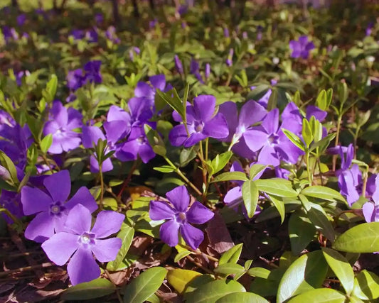 Fleurs mauves de la pervenche minor Atropurpurea